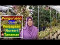 [ Nurseri ] Nurseri Tanaman (tapak Semaian) dan Cara Pengurusan dan Penjagaan