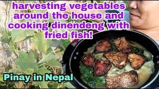 harvesting vegetables around the house and cooking dinendeng with fried fish!