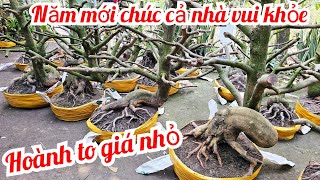 Mới nhập đội phôi mai vàng. An 📲 0339939629 Chợ Gạo miền tây tôi yêu ltk bonsai (@MaivàngQuêdừa)