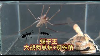 蝎子王大战两大强悍蚂蚁+长腿蜘蛛精，一场小打大的困猪笼对决！