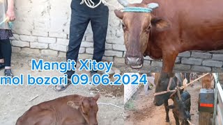 Mangit Xitoy mol bozori Ona bola sigir narxlari 09.06.2024#tortkol_uz #narx #narxnavo #gurlan