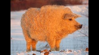 Meet the Mangalitsa Pig - The Pig looks like a Sheep