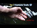 Top 3 Beneficial Freshwater Aquarium Snails...🐌