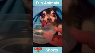 Fun Animal Video 41 #Shorts.mp4