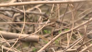 ♪鳥くん野鳥動画（中国China）キマユムシクイYellow-browed Leaf Warbler