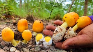 เหลืองอร่ามงามตาเห็ดระโงกเห็ดมันปูน้อยของอร่อยที่หลายคนมองข้าม