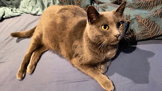 Mer. 12/02/25 : petite balade matinale avec Ulky 🐺🥰, puis retour à la maison 🏡 pour voir Gigi 😺🫶