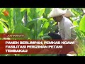 Panen berlimpah, Pemkab Ngawi fasilitasi perizinan petani tembakau