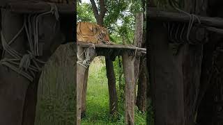 🐆🐆tiger of gorewada video link in description #nagpur #trending #love  #tiger