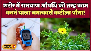 Health Tips:  सेहत का रामबाण इलाज ये पौधा जानें इसके चमत्कारी फायदे! #local18