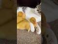 Ducklings and kittens cuddle and sleep. Cute and interesting animal video🐥