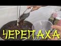 Download Шокирующая китайская еда: черепаха In Mp4 3Gp Full HD Video
