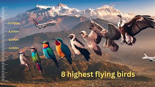 Top 8 Highest Flying Birds in the Animal world | Wild Animals Discovery