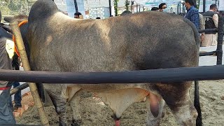 Biggest Cow Show Sara Agro || Chattogram Cattle Expo 2022 || Animal bd ||