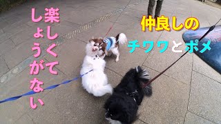 【ポメラニアン】可愛くじゃれ合うチワワとポメ(後半) Chihuahua and pomeranian play prettily with each other