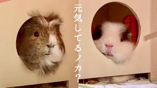 最近のボクたちは...【モルモット】Recent guinea pig brothers...