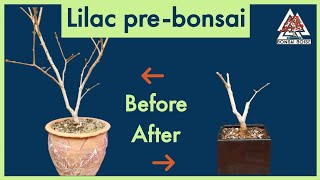 Lilac pre-bonsai