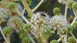 Syrphid Flies on Japanese Aralia Flowers ナミハナアブとシマハナアブ？がヤツデの雄花を吸蜜