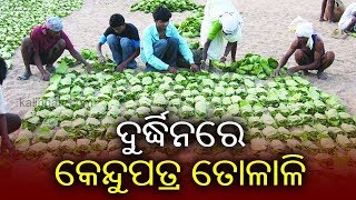 Coronavirus Impact: Kendu Leaf Pluckers In Kandhamal In Stress Due To COVID 19 Lockdown || KalingaTV