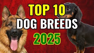 Top 10 Most Popular Dog Breeds of 2025