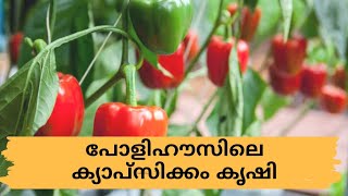 |Hi-tech Farming|പോളിഹൗസിലെ ക്യാപ്സിക്കം കൃഷി|പോളിഹൗസിൽ എങ്ങനെ കൃഷി ചെയ്യാം|