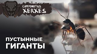 КРУПНЫЕ И АГРЕССИВНЫЕ КАМПОНОТУСЫ | Camponotus xerxes