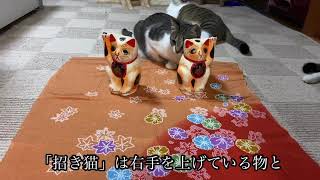 [招き猫]について