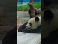 圓圓趴冰床消暑 panda zoo cute