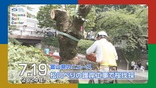 松川べりの護岸工事のため桜の木を伐採【2024.7.19 富山県のニュース】