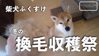 柴犬ふくすけ、冬の換毛期到来！