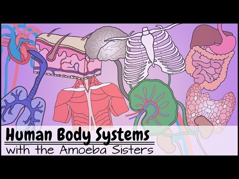 What are several organs working together to perform a variety of functions called quizlet?