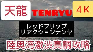 一つテンヤ真鯛を天龍レッドフリップリアクションテンヤで攻略、天龍のソフトロッドvsハードロッド【一つテンヤ】【陸奥湾】【天龍】#一つテンヤ#天龍#レッドフリップ#青森県#陸奥湾#テンヤ