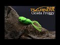 episode 67 trulinoya cicada froggy in action