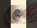 キャベツ大好き！もっちりハムスター😍 hamster かわいい 手乗り cuteanimal