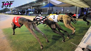 Australian racing greyhounds  - Dog race