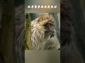 kebenaran vs kebaikan | #shorts #dubbing #monyet