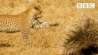 Leopard VS Porcupine! - BBC