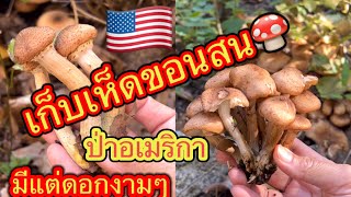 เก็บเห็ดขอนสนบนภูเขา 🍄ดอกใหญ่ๆงามๆ ตาสะออน👇หมานอีกแล้วพี่น้อง#ชีวิตในชนบทอเมริกา#หาอยู่หากิน