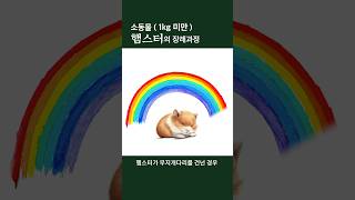 햄스터의 장례과정 #소동물장례식