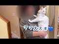 【肩乗り猫】ママの肩に飛び乗るターキッシュアンゴラw