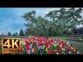 Skagit Valley Tulip Festival   Flowers Scenery   4K Nature Relax Video in 3 Parts   Trailer