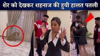 Shehnaaz Gill's condition deteriorated after seeing lion cub | Shehnaaz Gill Funny Video | Bollywood