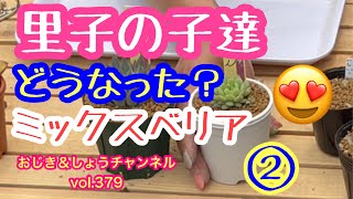 【多肉植物】【gardening】vol.379 里子の子達② ミックスベリア編#succulent #gardening #おらいさん