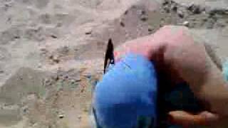 Guy catches seagull with bare hands