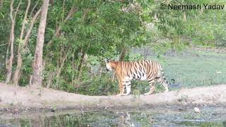 Elusive Tigress Banbehi Female of Bandhavgarh National Park, May 2018