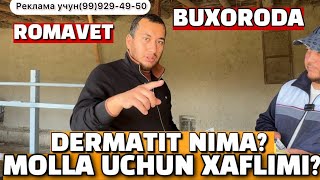 ROMAVET BUXORODA.CHORVA ISHQIBOZLARI UCHUN FOYDALI VIDEO.OGIZ OGRIQ…03.11.2024