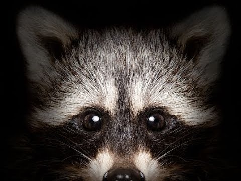 4 Ways To Tell if a Raccoon is RABID!!! 4 Ways To Tell if a Raccoon is RABID!!!