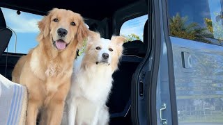 アラサー女が貯金全額使って犬と車中泊するための車を購入しました!!【N-VAN】