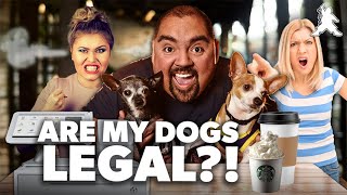 Are My Dogs Legal?! | Gabriel Iglesias