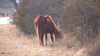 2024 Foal Season and the Wonders of Assateague Island